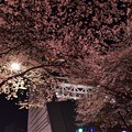 写真: 18中野通り夜桜4