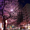 18中野通り夜桜7
