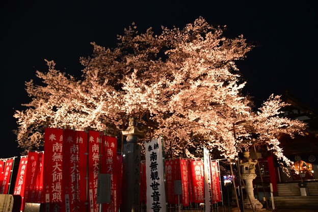 写真: 19高尾夜桜1