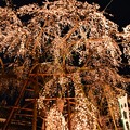 写真: 19高尾夜桜4