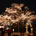 写真: 19高尾夜桜5