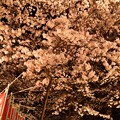 写真: 19高尾夜桜6