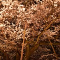 写真: 19高尾夜桜7