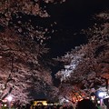 写真: 19上野公園桜5