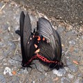 写真: 黒蝶の交尾