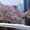 20東中野雪と桜