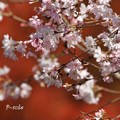 写真: 桜紅葉