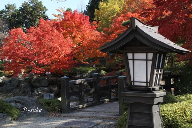 写真: 日本庭園のもみじ