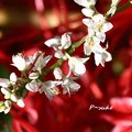 写真: 白い花