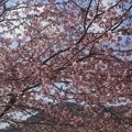 美和桜３