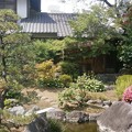 写真: 宝泰寺の庭