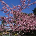 美和桜