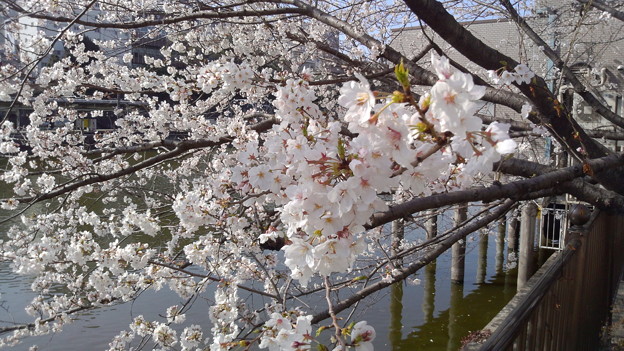 写真: 桜 @市ヶ谷