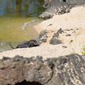 写真: ガラパゴスアザラシたち