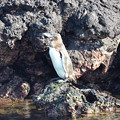 Photos: ガラパゴスペンギン、赤道直下のペンギン