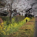 写真: 菜の花と桜　Kern-Paillard SWITAR 25mm F1.4 H16 RX