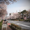 写真: 桜満開の街　Kern-Paillard SWITAR 25mm F1.4 H16 RX
