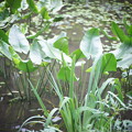 写真: 井の頭公園 池のほとり　（Angenieux 3 INCH 75mm F2.5）