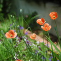 写真: 家の近くの小さな公園の花壇の花