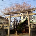 三輪神社の薄墨桜が満開