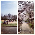 鶴舞公園：奏楽堂前の芝生と桜の下でくつろぐ人々