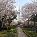 写真: 久屋大通公園の桜 - 03