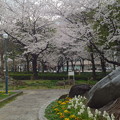 写真: 久屋大通公園の桜 - 04