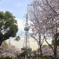写真: 久屋大通公園の桜 - 05