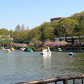 写真: 東山動植物園：上池のスワンボート - 2