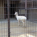 写真: 東山動植物園：ダマシカ - 2