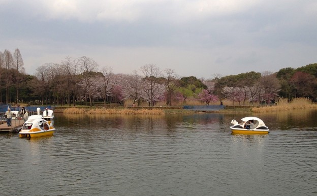 写真: 庄内緑地公園 - 061：ボート池のスワンボート