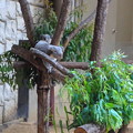 写真: 東山動植物園：餌を見て急に動きが活発になるコアラ