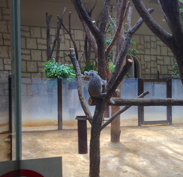 写真: 東山動植物園：コアラ - 7