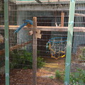 東山動植物園：暑さに負けず元気そうだったアオキコンゴウインコ - 1