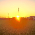 写真: 強烈な夕日と鉄塔
