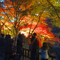 写真: 東山植物園 紅葉ライトアップ 2013 No - 019