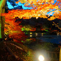 写真: 東山植物園 紅葉ライトアップ 2013 No - 020