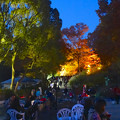 写真: 東山植物園 紅葉ライトアップ 2013 No - 037