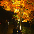 写真: 東山植物園 紅葉ライトアップ 2013 No - 090