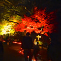 写真: 東山植物園 紅葉ライトアップ 2013 No - 091