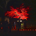 写真: 東山植物園 紅葉ライトアップ 2013 No - 094