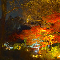 写真: 東山植物園 紅葉ライトアップ 2013 No - 108：東山スカイタワー