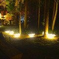 写真: 東山植物園 紅葉ライトアップ 2013 No - 110：花のイルミネーション