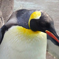写真: 東山動植物園 No - 049：黄色が鮮やかなオウサマペンギン