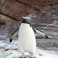 写真: 東山動植物園 No - 050：イワトビペンギン