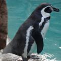 写真: 東山動植物園 No - 052：フンボルトペンギン