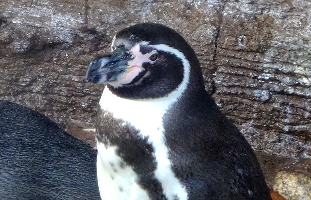 写真: 東山動植物園 No - 058：フンボルトペンギン