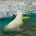 写真: 東山動植物園 No - 059：涼しくなったからか、元気に遊ぶホッキョクグマ