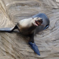 写真: 東山動植物園 No - 069：餌を貰うカリフォルニアアシカ