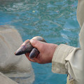写真: 東山動植物園 No - 072：カリフォルニアアシカの餌